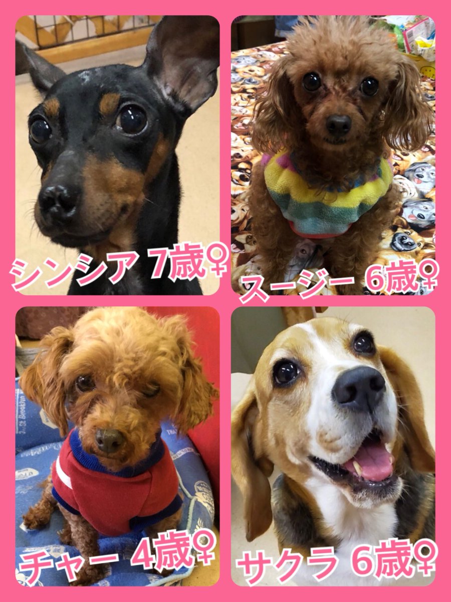 🐾今日の里親様募集中ワンコ🐶メンバーです🐾2020,1,13